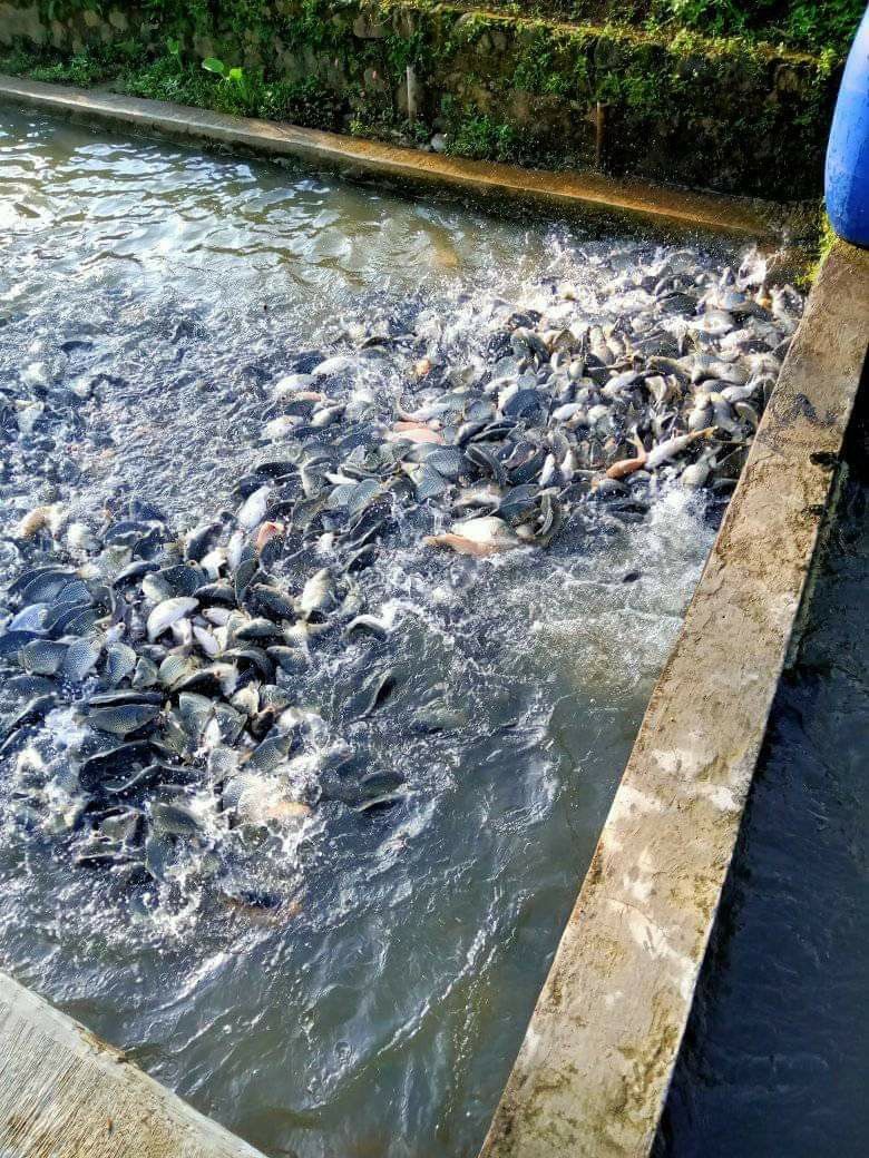 Production aquacole MUKYA SARL